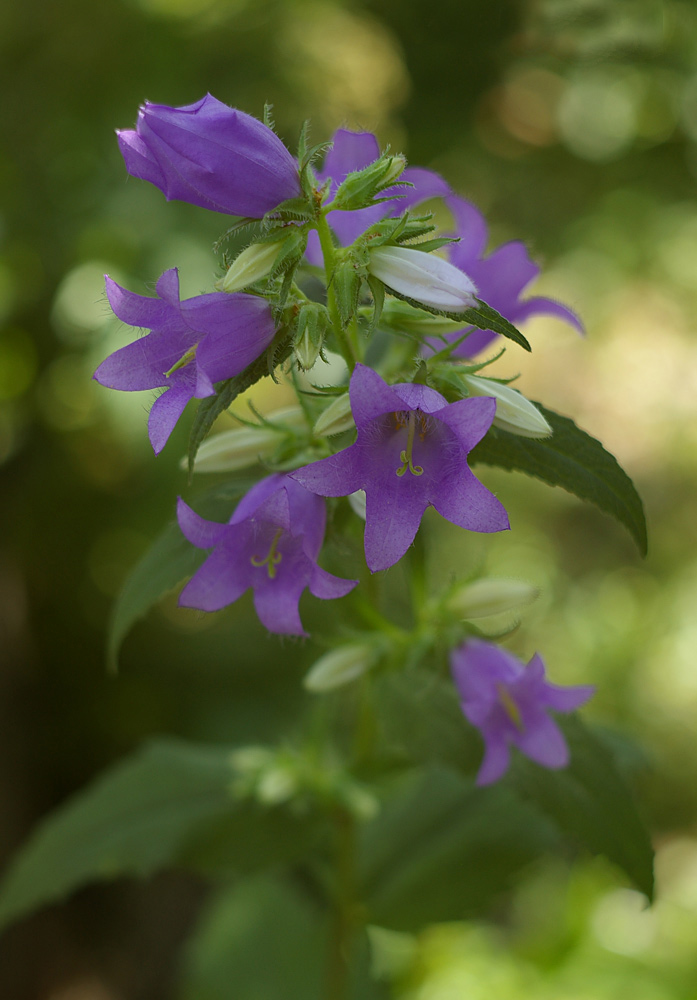 Изображение особи Campanula trachelium.