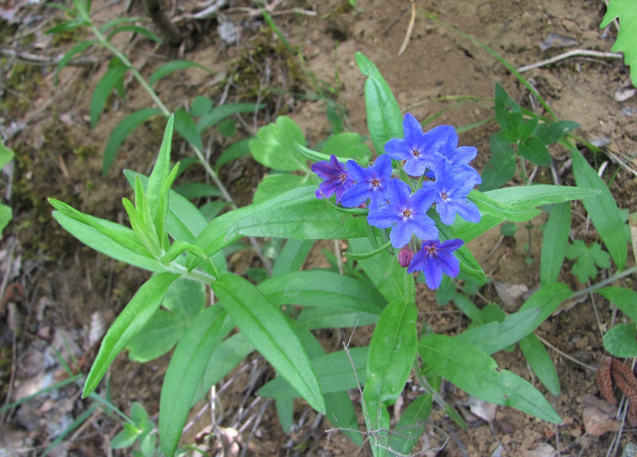 Изображение особи Aegonychon purpureocaeruleum.