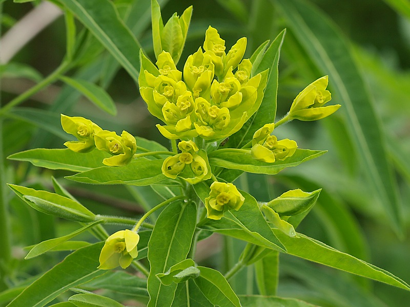 Image of Euphorbia procera specimen.