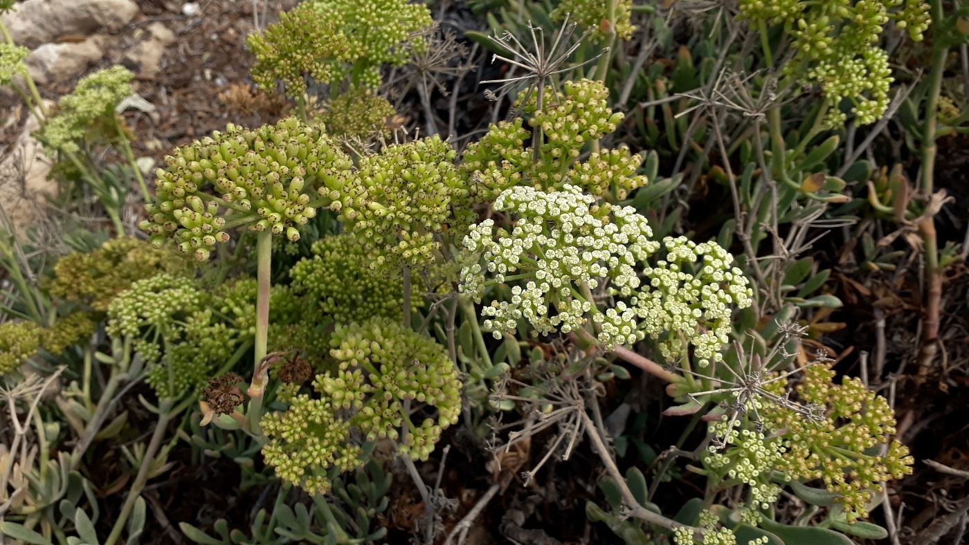 Изображение особи Crithmum maritimum.