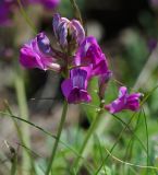 Oxytropis teres