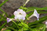 Petunia &times; hybrida