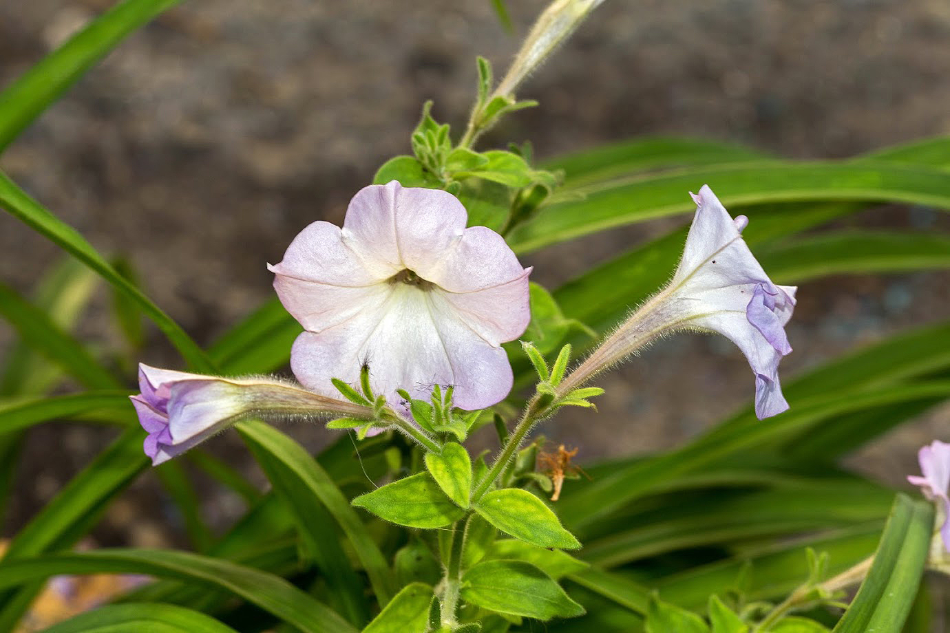 Image of Petunia &times; atkinsiana specimen.