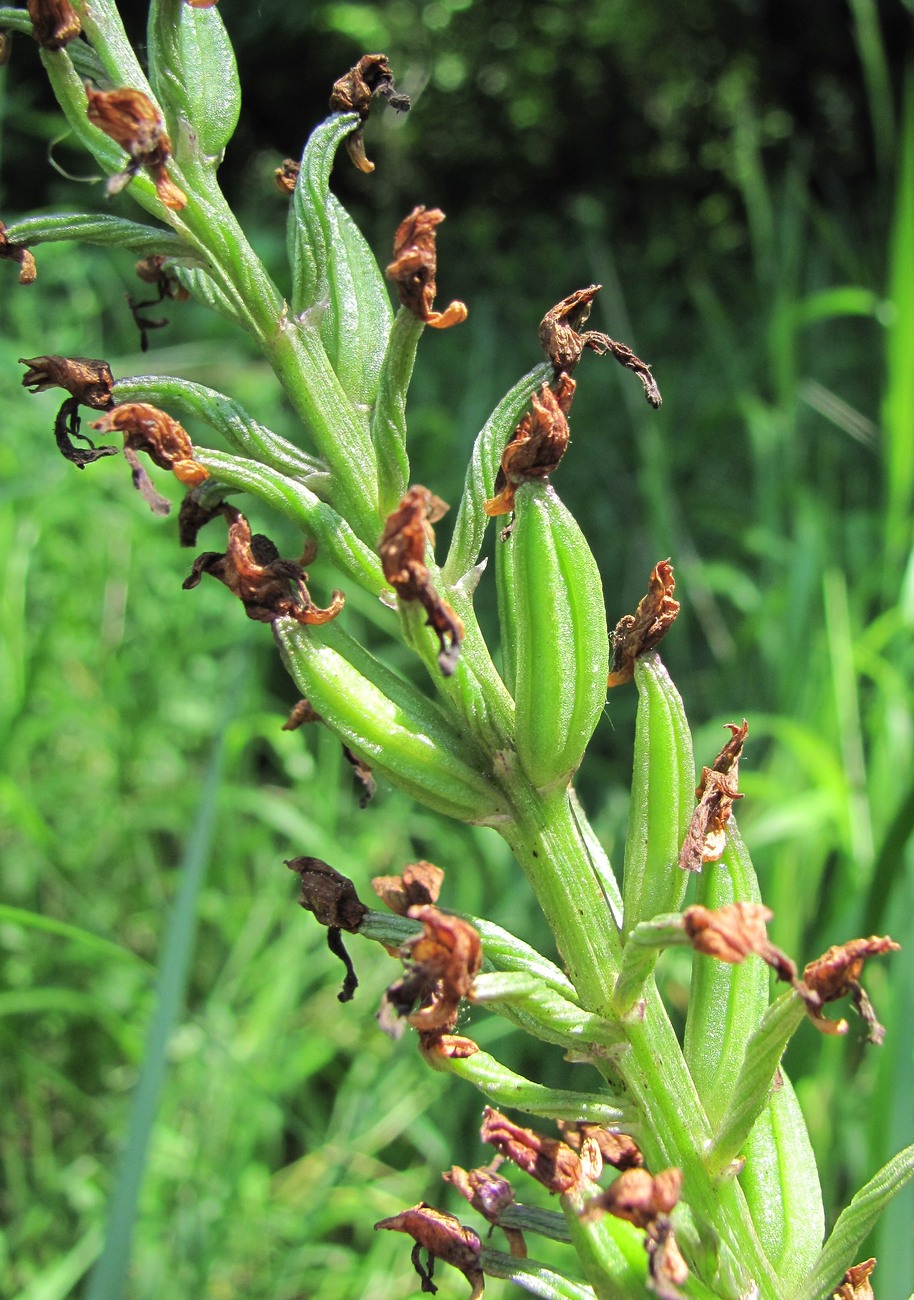 Image of Orchis purpurea ssp. caucasica specimen.