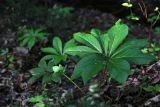 Helleborus caucasicus