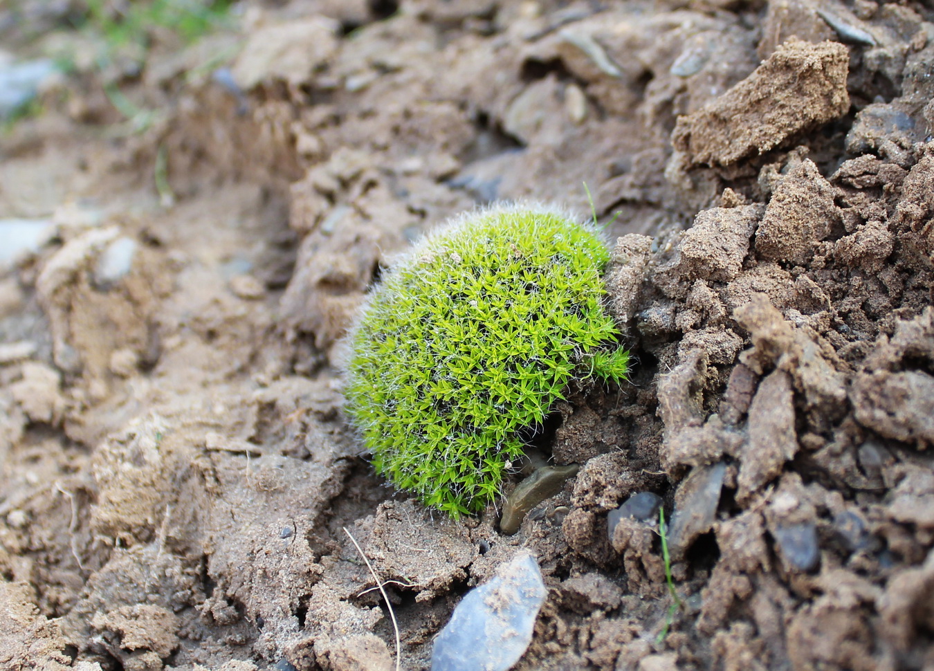 Image of genus Syntrichia specimen.