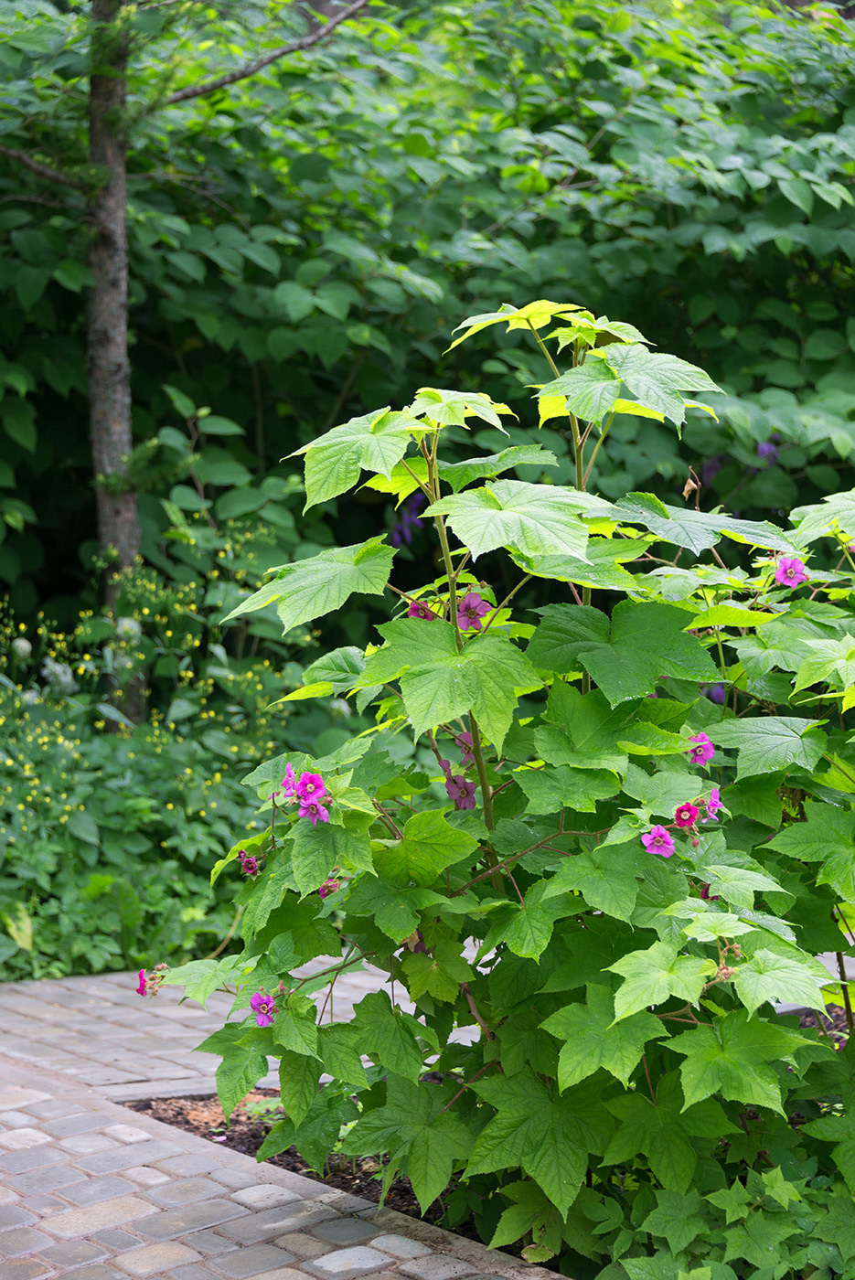 Изображение особи Rubus odoratus.