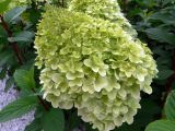 Hydrangea paniculata. Соцветие и листья. Свердловская обл., г. Екатеринбург, мкр-н Солнечный, парк. 21.08.2018.