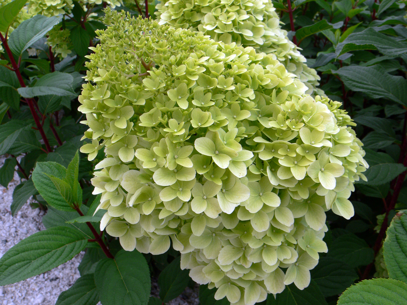 Изображение особи Hydrangea paniculata.