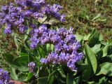 Limonium vulgare. Соцветие. Нидерланды, Северное море, о-в Схирмонниког, засоленный приморский луг на берегу ваттового моря. 17 июля 2010 г.