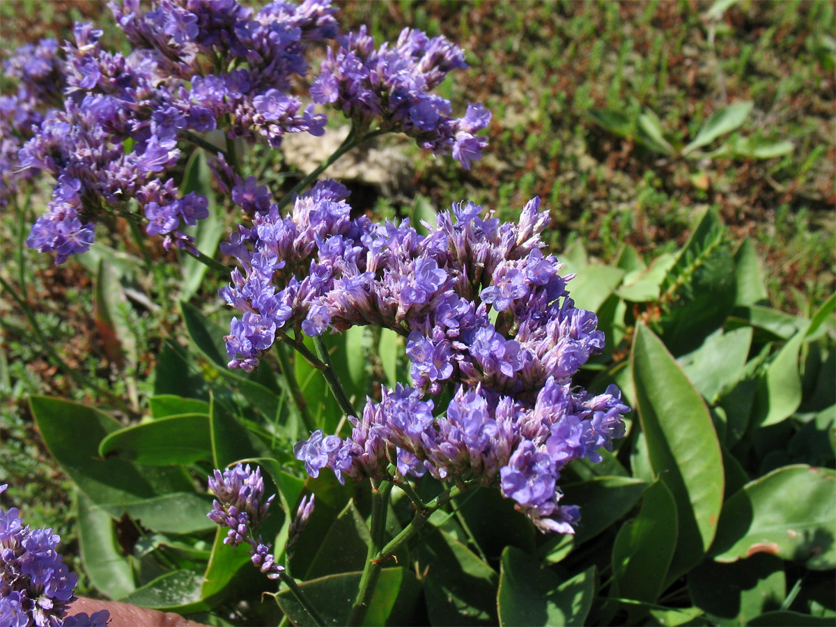 Изображение особи Limonium vulgare.