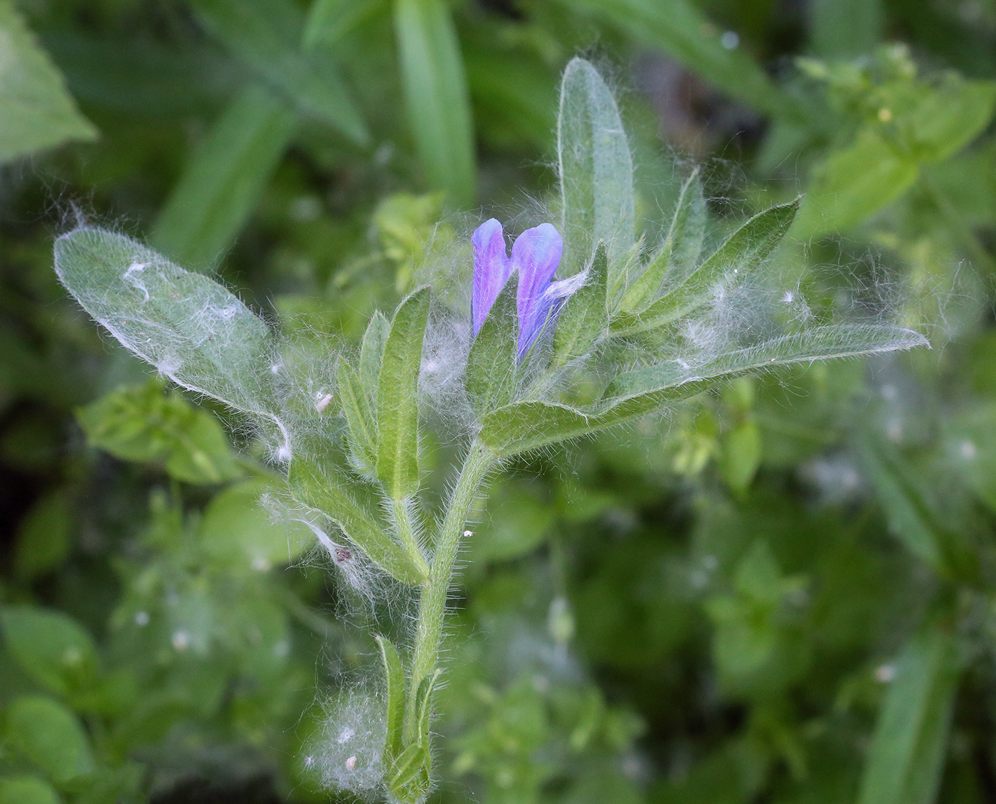 Изображение особи Echium vulgare.