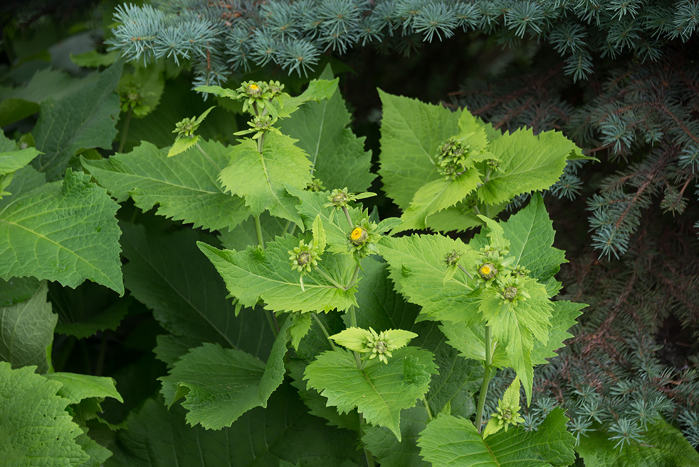 Изображение особи Telekia speciosa.