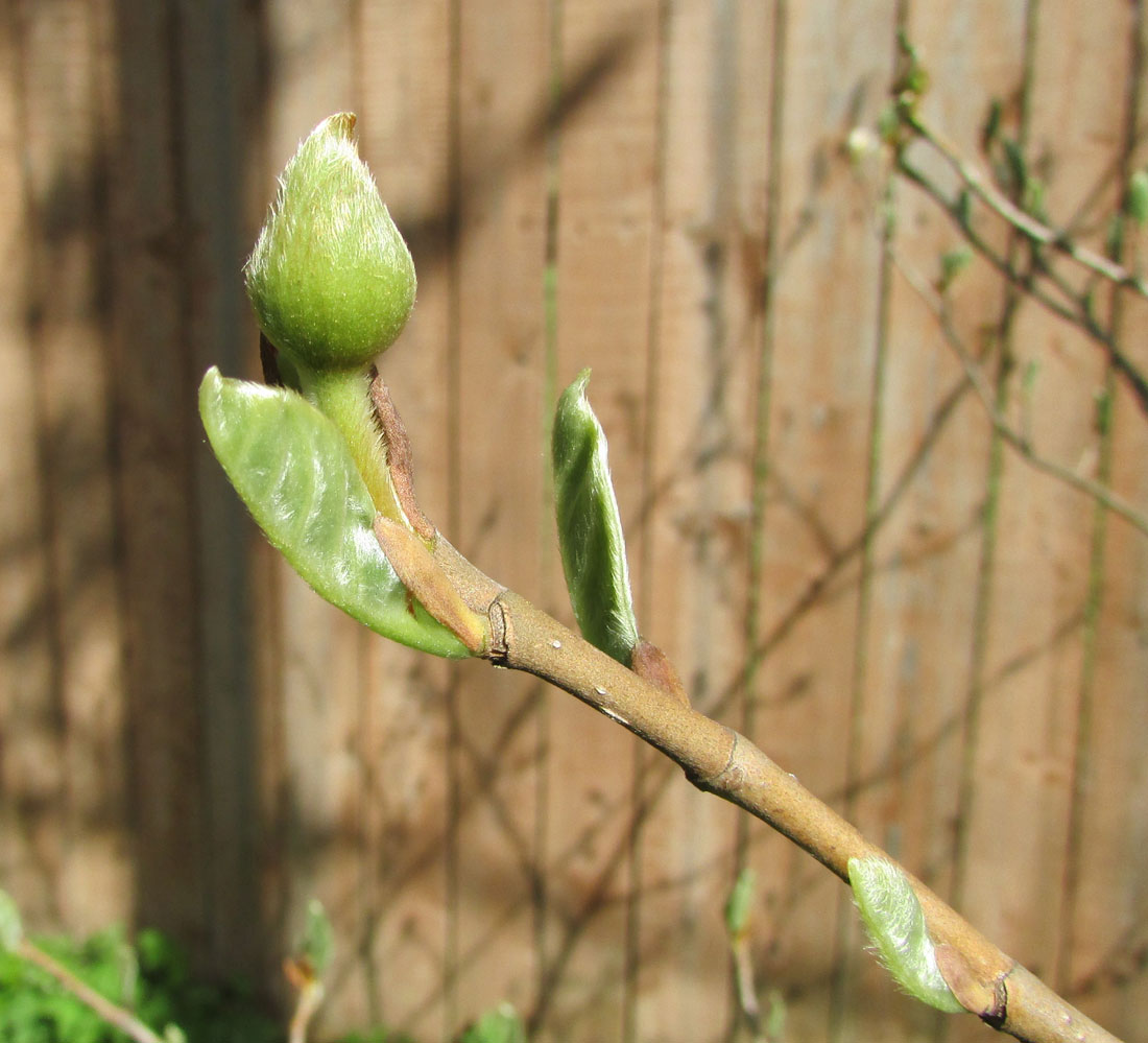 Image of Magnolia sieboldii specimen.