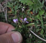 Erodium cicutarium