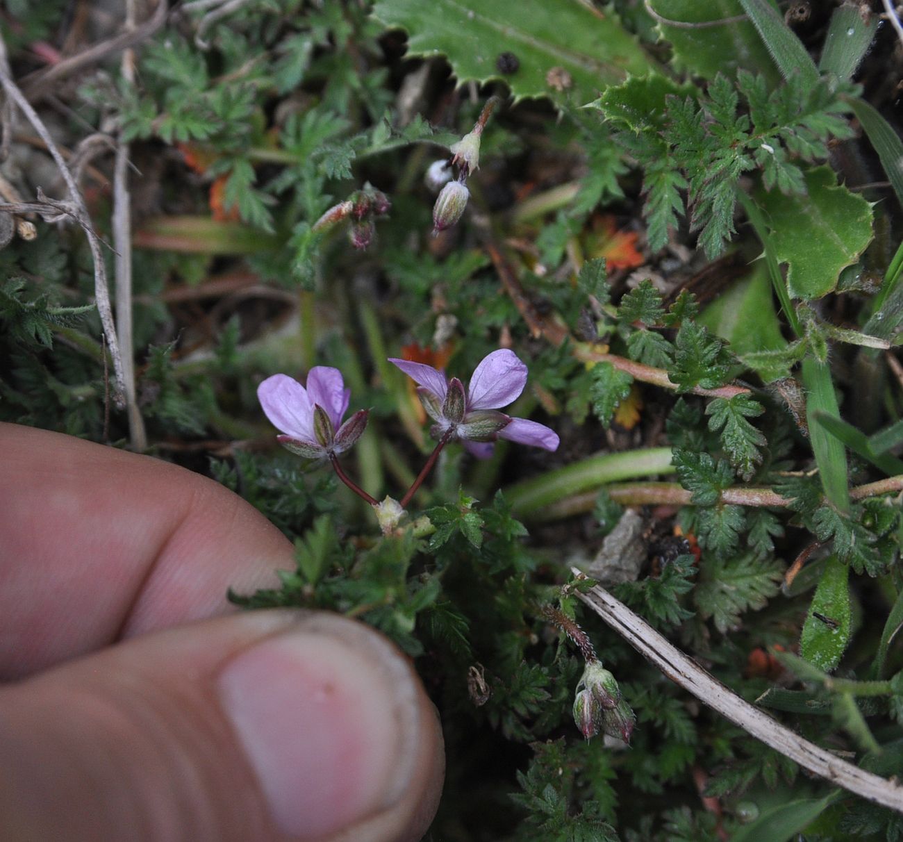 Изображение особи Erodium cicutarium.