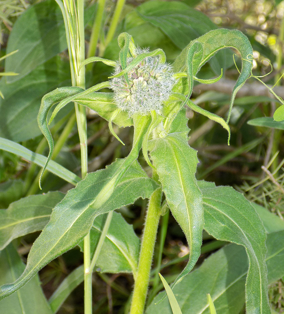 Image of Hesperis pycnotricha specimen.
