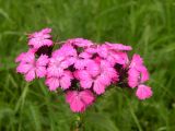 Dianthus commutatus. Соцветие. Украина, Закарпатская обл., Тячевский р-н, с. Усть-Черная, поляна на г. Стоги. 21.06.2010.