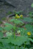 Geum macrophyllum. Верхняя часть цветущего растения. Санкт-Петербург, Выборгский р-н, парк «Сосновка», опушка. 12.06.2019.