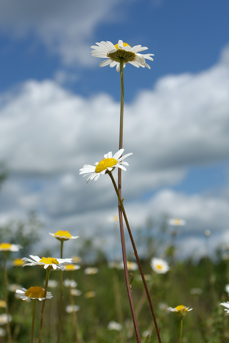 Изображение особи Leucanthemum ircutianum.