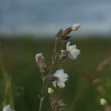 Image of taxon representative. Author is Олег Лад