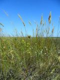 Calamagrostis glomerata
