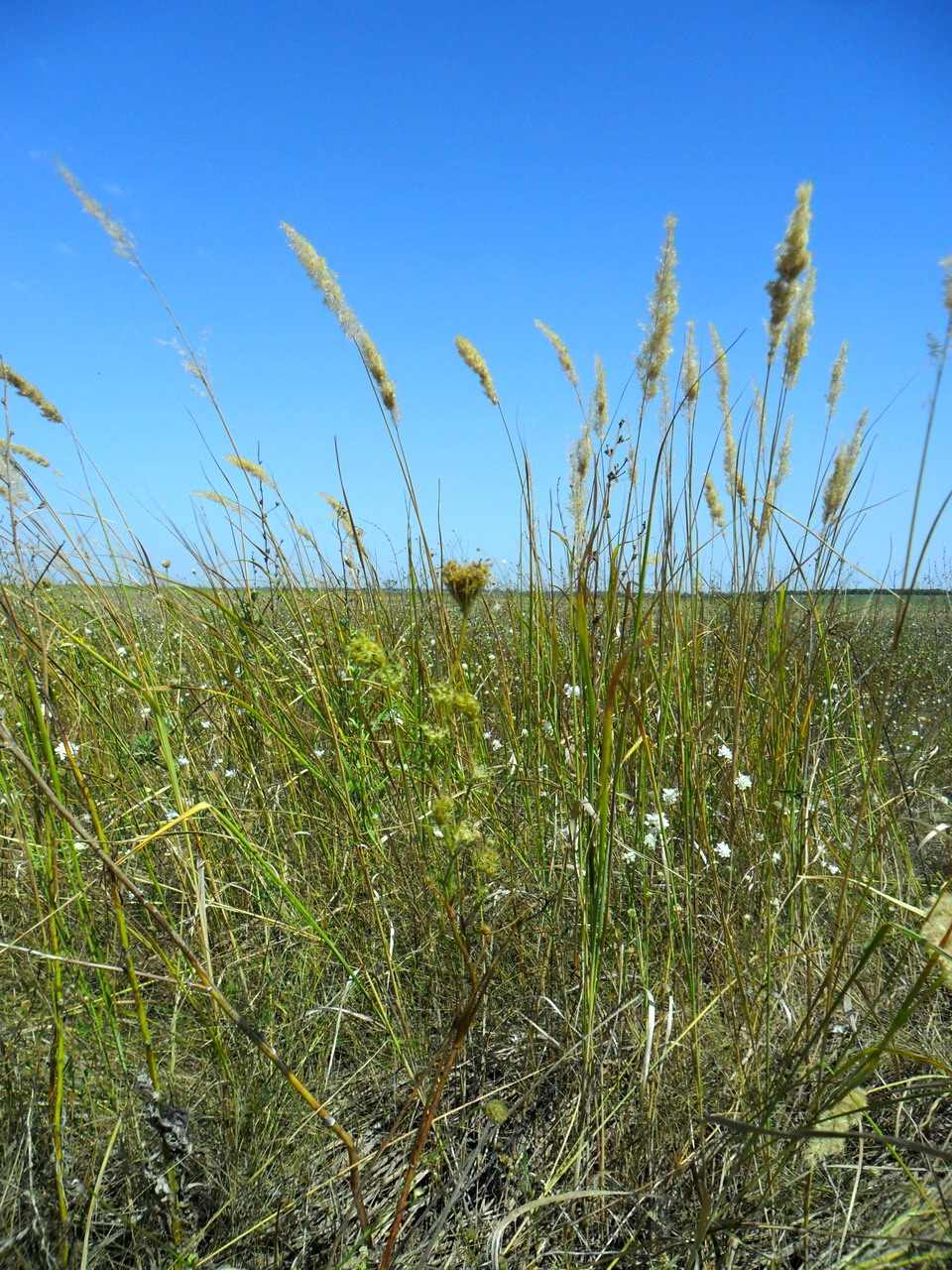 Image of Calamagrostis glomerata specimen.