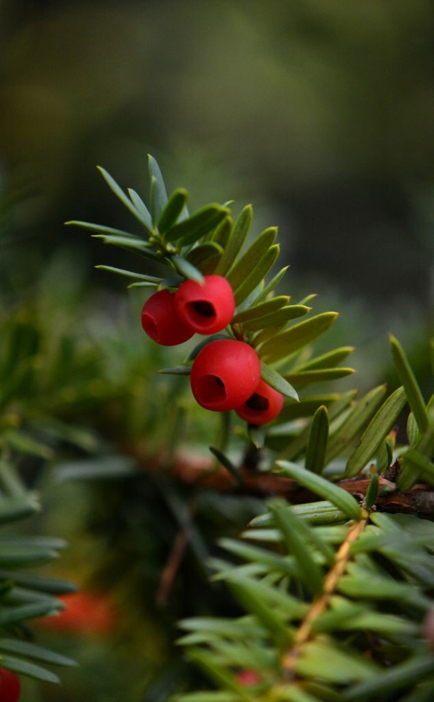 Image of Taxus baccata specimen.