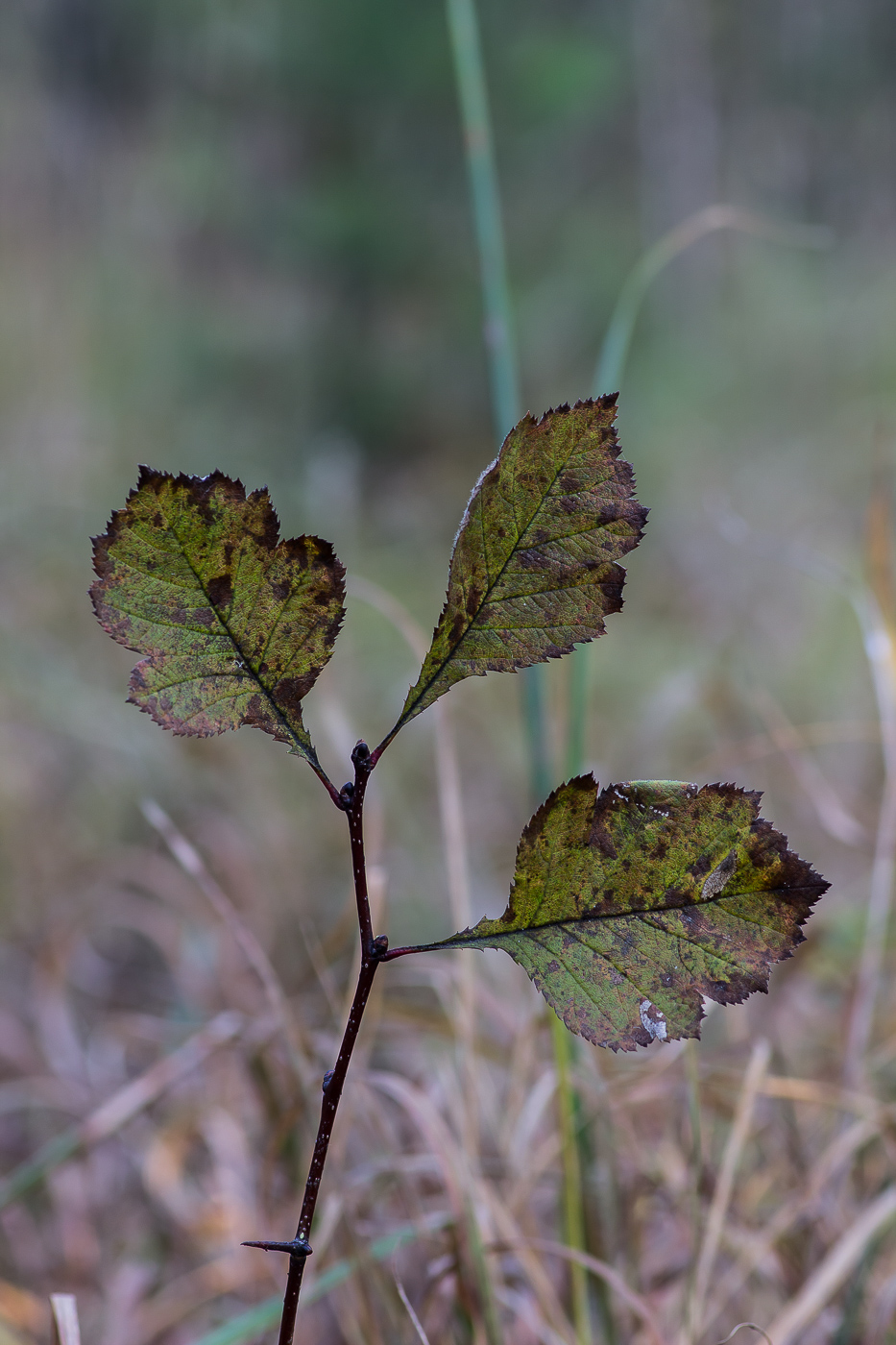 Изображение особи род Crataegus.