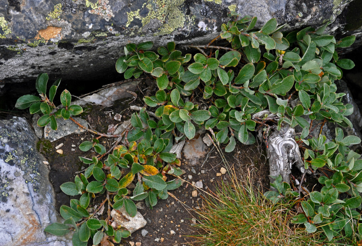 Image of Salix arctica specimen.