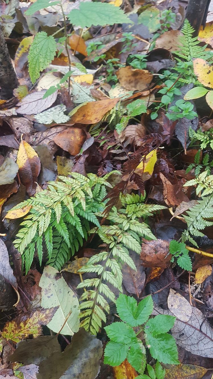 Image of Polystichum luctuosum specimen.