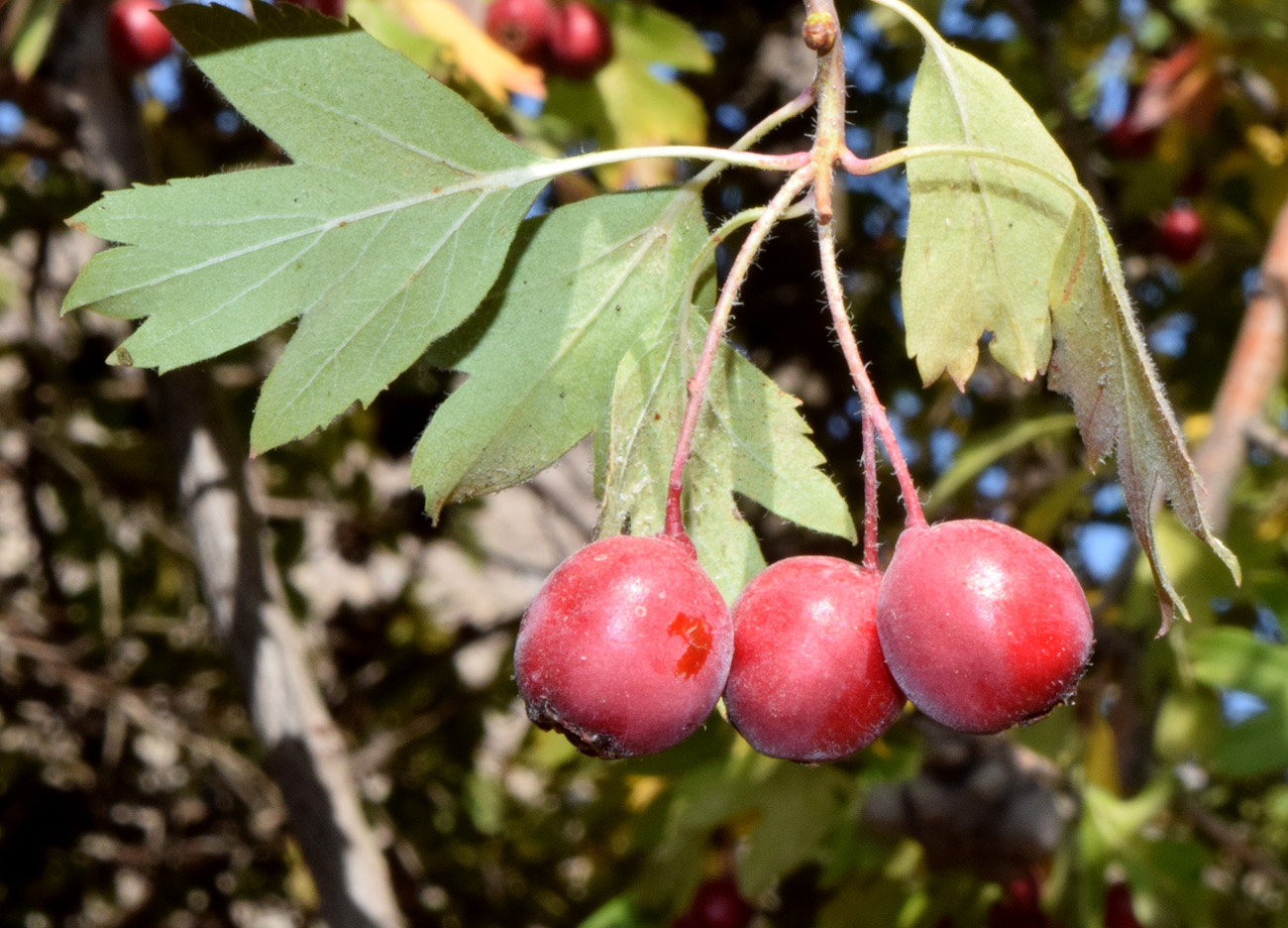 Image of Crataegus turkestanica specimen.