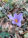 Crocus speciosus