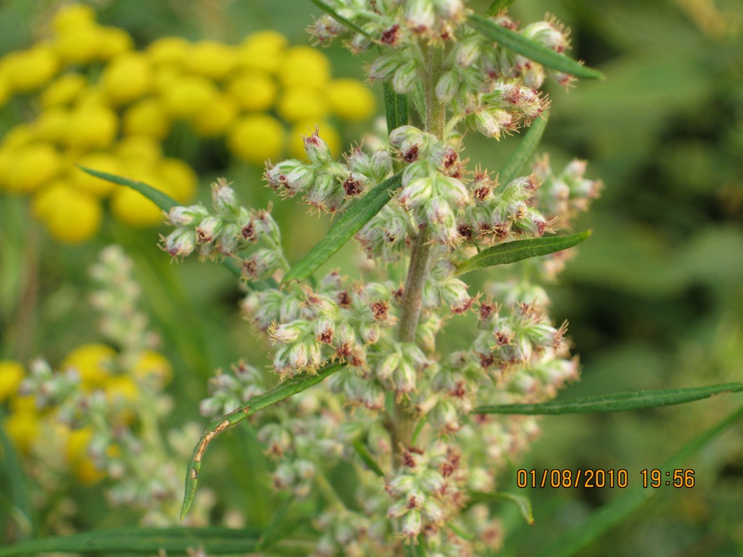 Изображение особи Artemisia vulgaris.