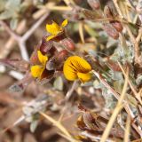 Adesmia echinus