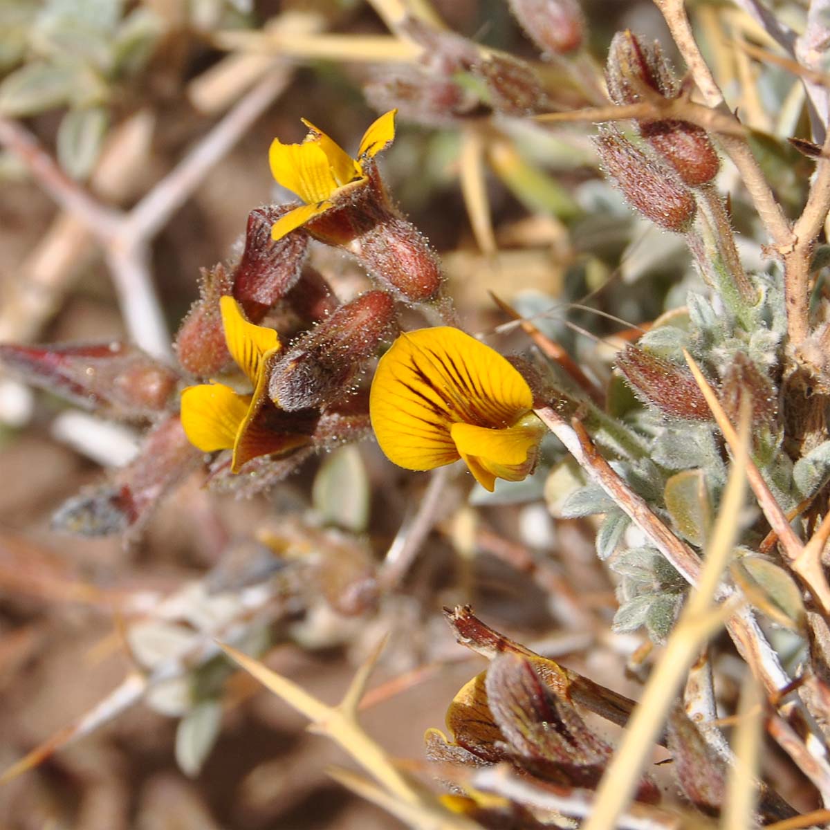 Image of Adesmia echinus specimen.