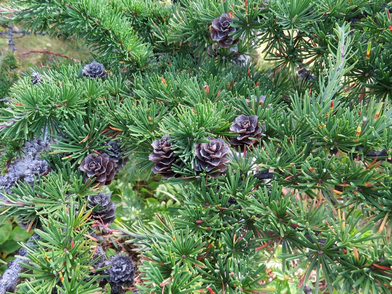 Image of Larix kamtschatica specimen.