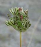 genus Allium