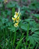 Corydalis bracteata