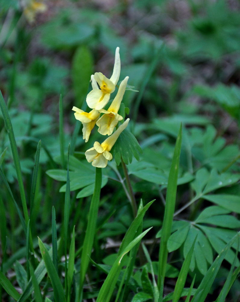 Image of Corydalis bracteata specimen.