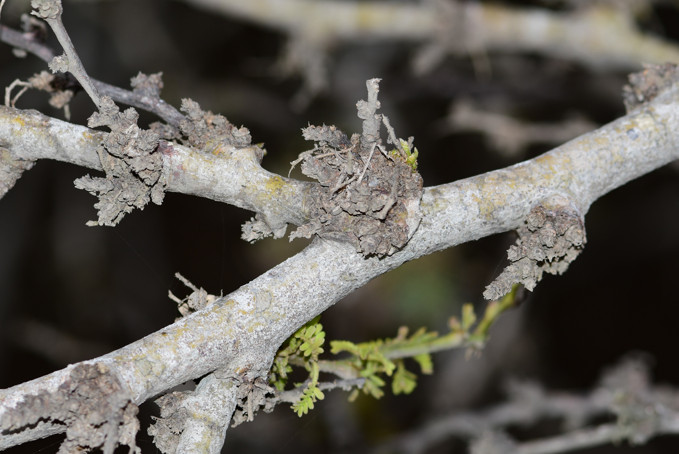 Image of Prosopis pallida specimen.