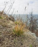 Sesleria alba. Плодоносящее растение. Краснодарский край, м/о Анапа, окр. пос. Супсех, приморский склон. 31.03.2018.