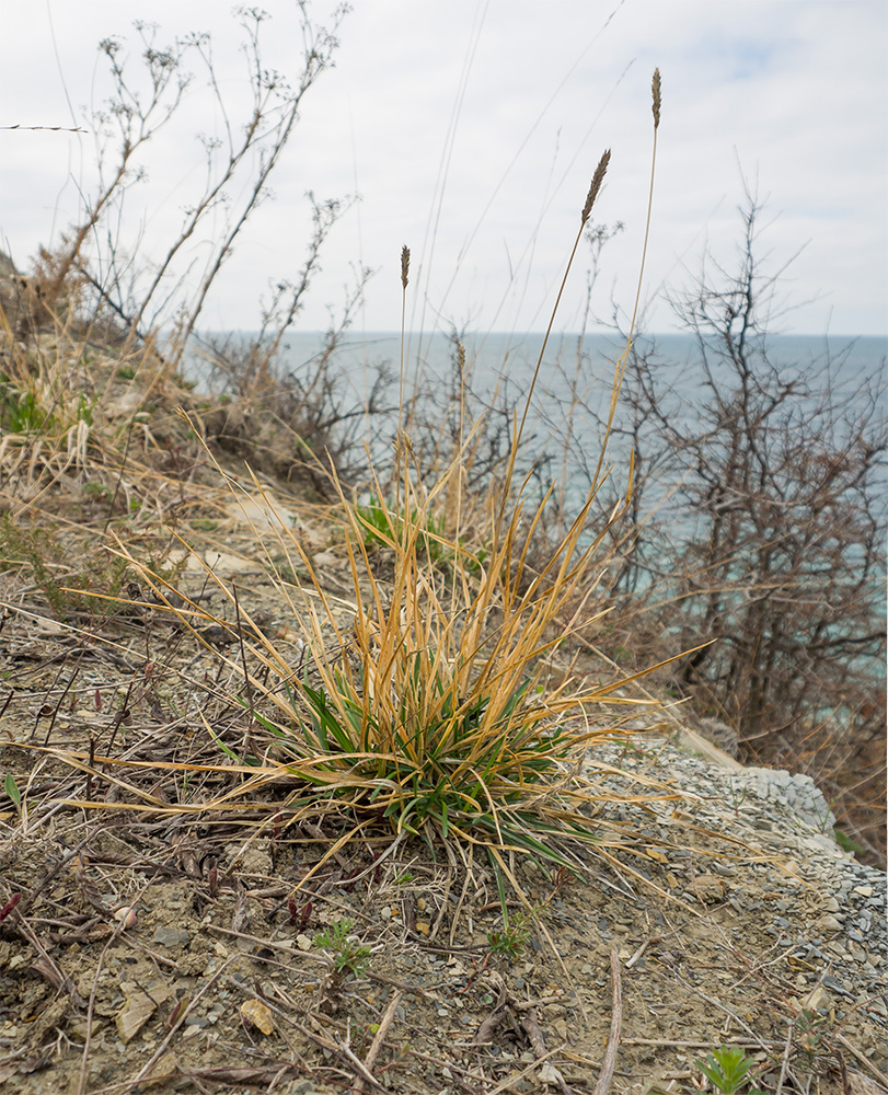 Image of Sesleria alba specimen.