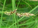 Carex appropinquata. Соплодие (растение образует кочку). Архангельская обл., Вельский р-н, окр. пос. Усть-Шоноша, болотистый лес. 27 июня 2010 г.