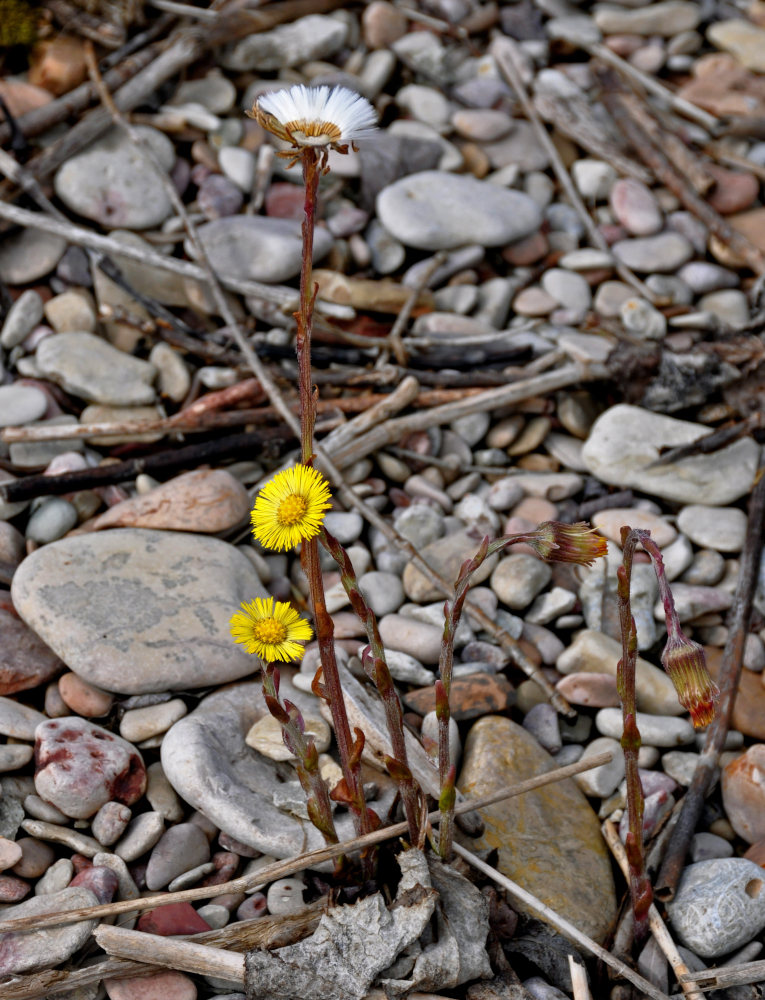 Image of Tussilago farfara specimen.