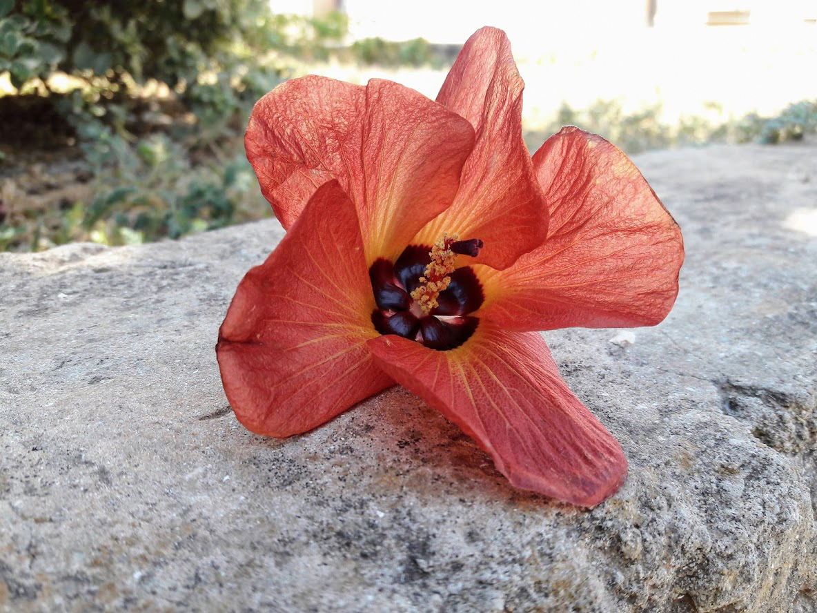 Image of Hibiscus tiliaceus specimen.