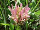 Astragalus platyphyllus. Соцветие. Кыргызстан, Чуйская обл., Аламудунский р-н, долина р. Ала-Арча, разнотравный луг на пологом склоне. 27.05.2019.