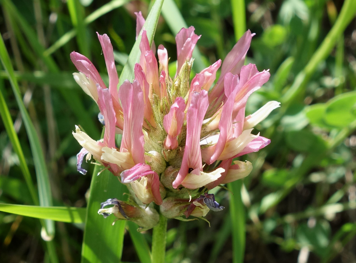 Image of Astragalus platyphyllus specimen.