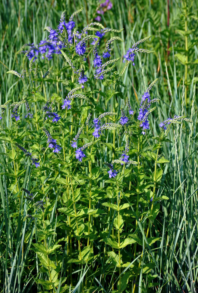 Image of Veronica teucrium specimen.