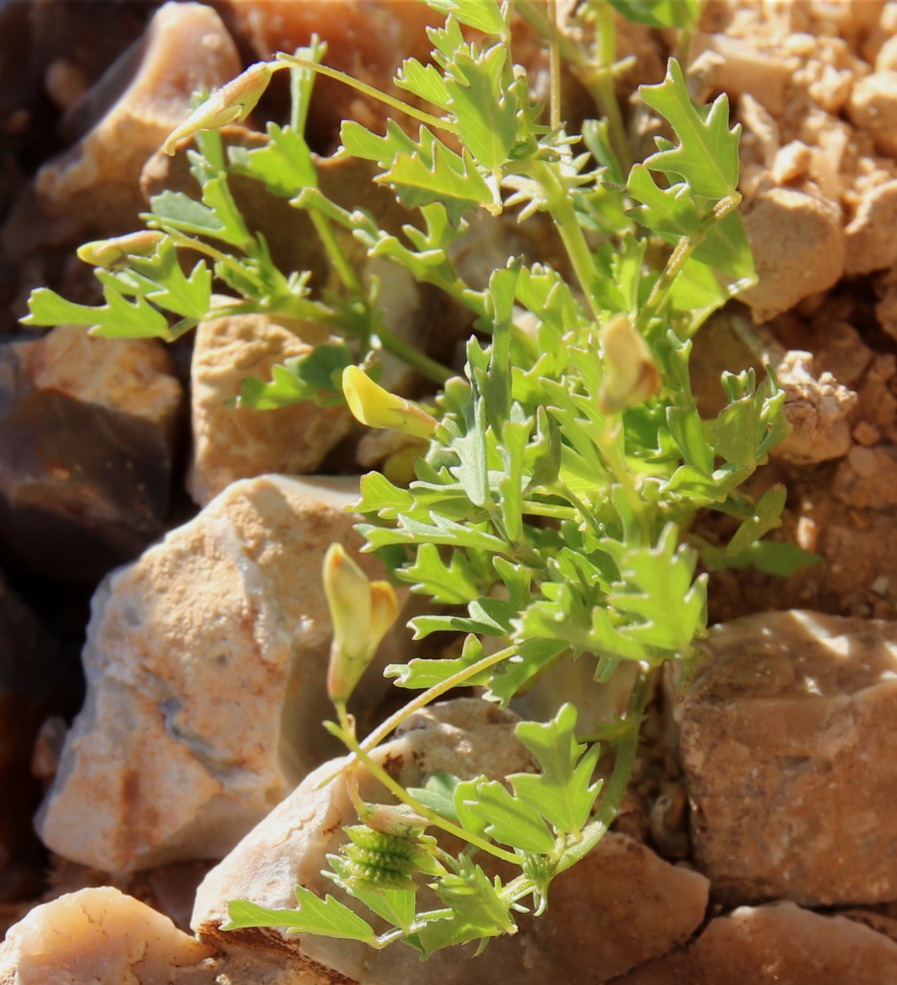 Изображение особи род Medicago.